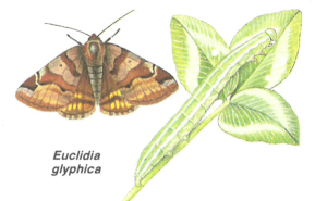 Doublure jaune (Euclidia glyphica) imago &agrave; gauche et chenille &agrave; droite &copy; Richard Lewington